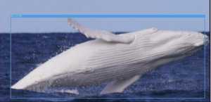 CV White Whale