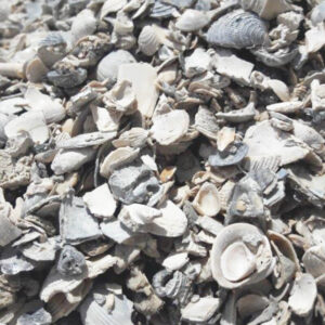 Washed Crushed Shell